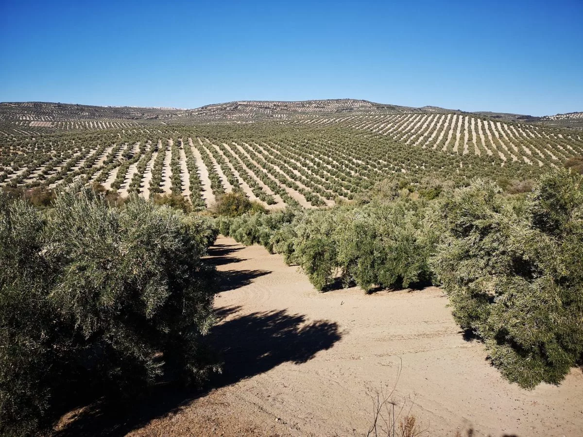 Casos de Éxito en Bioeconomía Relacionados con el Sector Hortofrutícola Andaluz