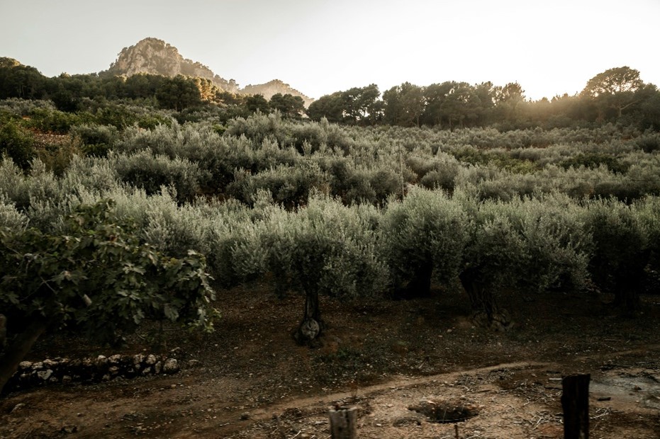Biotecnología para transformar el alperujo en recurso clave de la economía circular del olivar