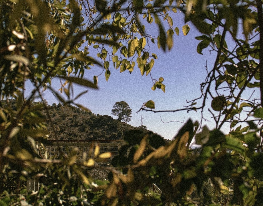 La Diputación aspira a liderar el desarrollo de la bioeconomía forestal para luchar contra la despoblación e impulsar el tejido económico de los pueblos