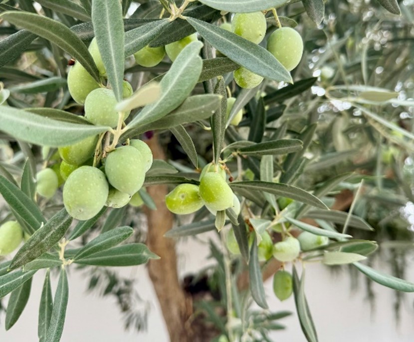 La Estrategia Andaluza del Olivar de la Junta impulsará la competitividad y la sostenibilidad en el sector